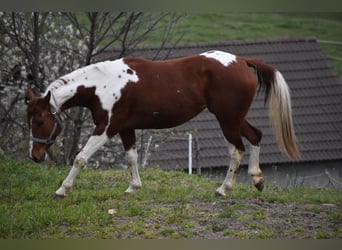 Paint-häst, Sto, 3 år, 150 cm, Tovero-skäck-alla-färger