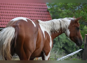 Paint-häst, Sto, 3 år, 150 cm, Tovero-skäck-alla-färger