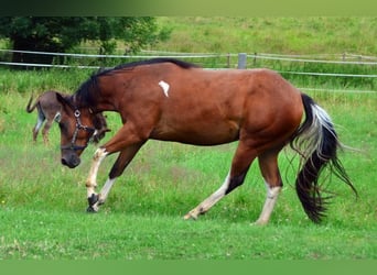 Paint-häst, Sto, 3 år, 154 cm, Tobiano-skäck-alla-färger
