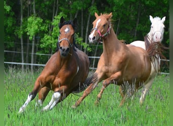 Paint-häst, Sto, 3 år, 154 cm, Tobiano-skäck-alla-färger