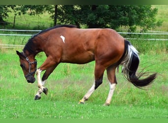 Paint-häst, Sto, 3 år, 154 cm, Tobiano-skäck-alla-färger