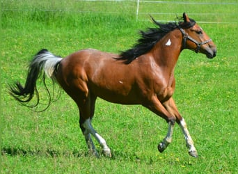 Paint-häst, Sto, 3 år, 154 cm, Tobiano-skäck-alla-färger