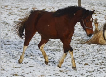 Paint-häst, Sto, 3 år, 154 cm, Tobiano-skäck-alla-färger