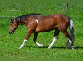 Paint-häst, Sto, 3 år, 154 cm, Tobiano-skäck-alla-färger