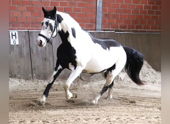 Paint-häst Blandning, Sto, 3 år, 157 cm