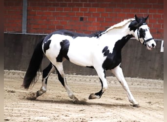 Paint-häst Blandning, Sto, 3 år, 157 cm