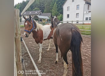 Paint-häst Blandning, Sto, 3 år, Tobiano-skäck-alla-färger