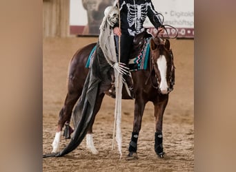 Paint-häst, Sto, 4 år, 142 cm, fux