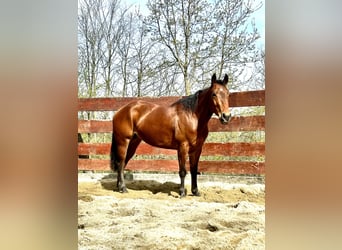 Paint-häst, Sto, 4 år, 146 cm, Brun