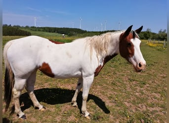 Paint-häst, Sto, 4 år, 150 cm, Overo-skäck-alla-färger