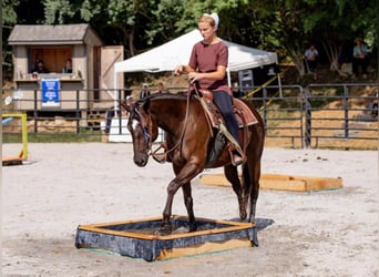 Paint-häst, Sto, 4 år, 150 cm, Svart