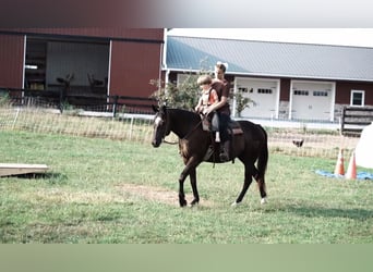 Paint-häst, Sto, 4 år, 150 cm, Svart