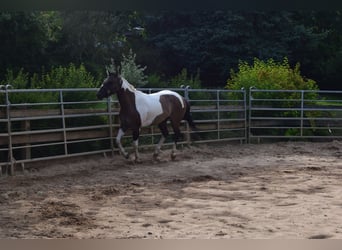 Paint-häst, Sto, 4 år, 152 cm, Black