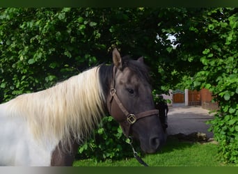 Paint-häst, Sto, 4 år, 152 cm, Black