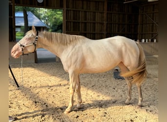 Paint-häst, Sto, 4 år, 152 cm, Perlino