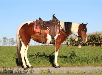 Paint Horse Blandning, Stute, 4 Jahre, 152 cm, Schecke