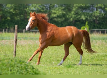 Paint-häst, Sto, 4 år, 152 cm, Tobiano-skäck-alla-färger