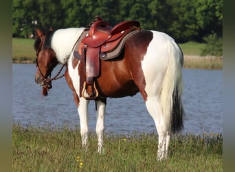 Paint-häst Blandning, Sto, 4 år, 153 cm, Tobiano-skäck-alla-färger