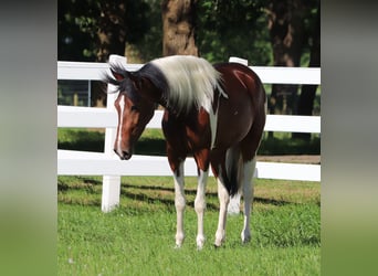 Paint-häst Blandning, Sto, 4 år, 153 cm, Tobiano-skäck-alla-färger
