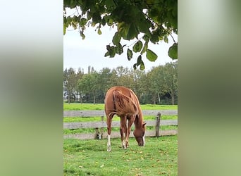 Paint-häst, Sto, 4 år, 155 cm, Pinto