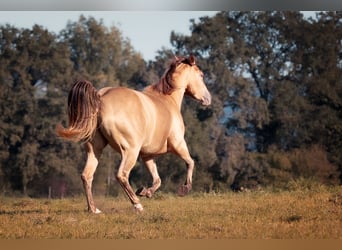 Paint-häst, Sto, 5 år, 149 cm, Champagne