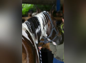 Paint-häst, Sto, 5 år, 154 cm, Overo-skäck-alla-färger