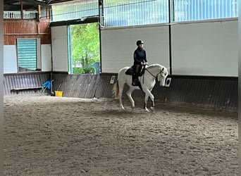Paint-häst Blandning, Sto, 5 år, 160 cm, Vit