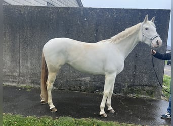 Paint-häst Blandning, Sto, 5 år, 160 cm, Vit