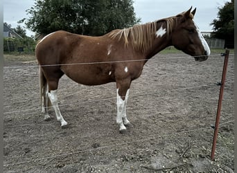 Paint-häst Blandning, Sto, 6 år, 146 cm, Pinto