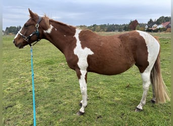 Paint-häst Blandning, Sto, 6 år, 146 cm, Pinto