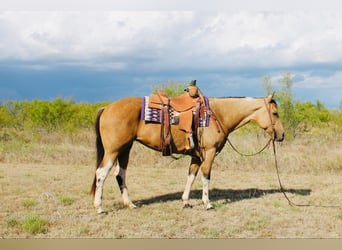 Paint Horse, Stute, 6 Jahre, 152 cm, Buckskin