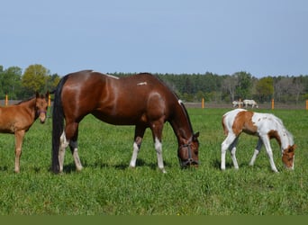 Paint-häst, Sto, 6 år, 152 cm, Tobiano-skäck-alla-färger