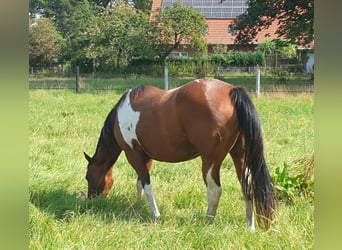 Paint-häst, Sto, 6 år, 152 cm, Tobiano-skäck-alla-färger