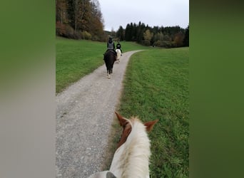 Paint-häst, Sto, 6 år, 153 cm, Tobiano-skäck-alla-färger