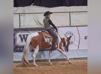 Paint-häst, Sto, 6 år, 153 cm, Tobiano-skäck-alla-färger
