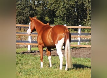 Paint-häst Blandning, Sto, 6 år, 155 cm, Overo-skäck-alla-färger