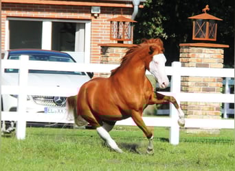 Paint-häst Blandning, Sto, 6 år, 155 cm, Overo-skäck-alla-färger