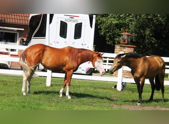 Paint-häst Blandning, Sto, 6 år, 155 cm, Overo-skäck-alla-färger