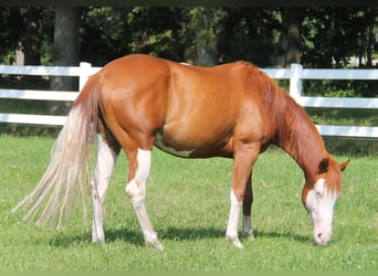 Paint-häst Blandning, Sto, 6 år, 155 cm, Overo-skäck-alla-färger