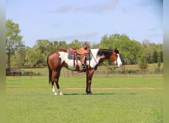 Paint-häst, Sto, 6 år, 157 cm