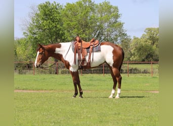 Paint-häst, Sto, 6 år, 157 cm