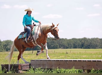 Paint-häst, Sto, 6 år, Palomino