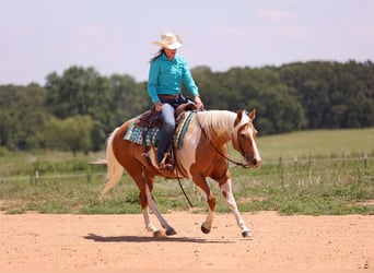 Paint-häst, Sto, 6 år, Palomino