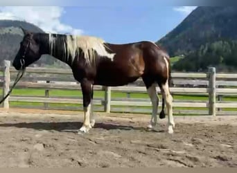 Paint-häst, Sto, 7 år, 148 cm, Tobiano-skäck-alla-färger