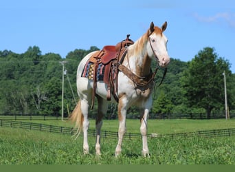 Paint-häst, Sto, 7 år, 152 cm, Overo-skäck-alla-färger