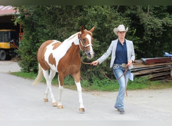 Paint-häst, Sto, 7 år, 153 cm, Tobiano-skäck-alla-färger