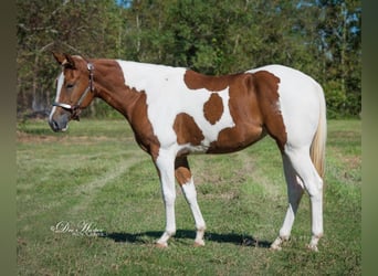 Paint-häst, Sto, 7 år, 153 cm, Tobiano-skäck-alla-färger