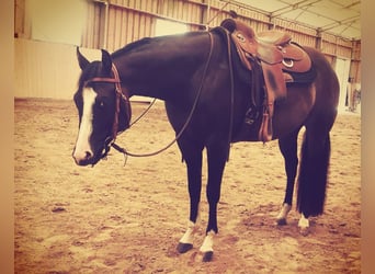 Paint-häst, Sto, 7 år, 162 cm, Rökfärgad svart