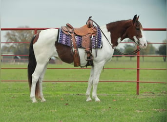 Paint-häst, Sto, 8 år, 142 cm, Pinto