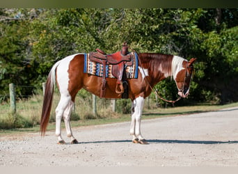 Paint Horse, Stute, 8 Jahre, 147 cm